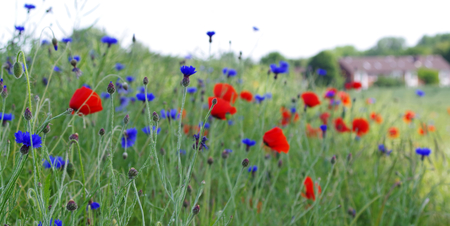 Field flowers, cornflowers and poppiesの写真素材