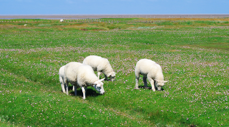 grazing sheep on the salt meadows of Westerheverの写真素材