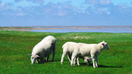 Lambs on the salt meadow at Westerhever in front of the wattの写真素材