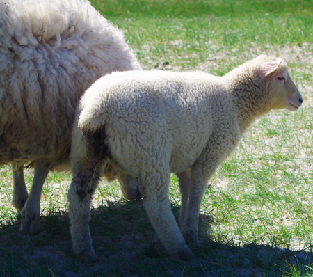 Ewe sheep with her lambの写真素材