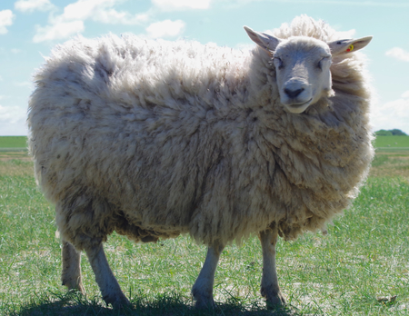 A sheep on the dykeの写真素材