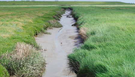 Channel in a salt meadow at the North Seaの写真素材