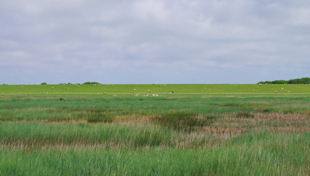 Nature reserve Salt meadows on the North Sea near Westerheverの写真素材