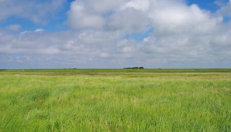 Nature reserve Salt meadows on the North Sea near Westerheverの写真素材