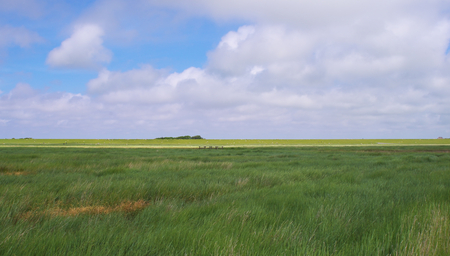 Nature reserve Salt meadows on the North Sea near Westerheverの写真素材