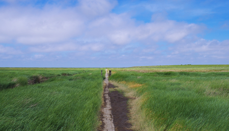 Trample path through the salt meadows on the North Sea near Westerheverの写真素材