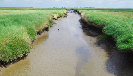 Nature reserve Salt meadows on the North Sea near Westerheverの写真素材