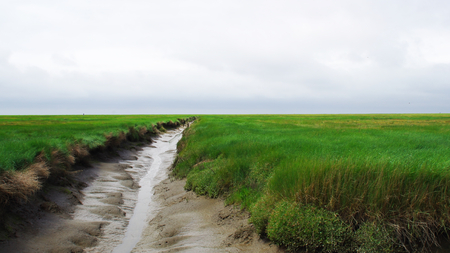 Nature reserve Salt meadows on the North Sea near Westerheverの写真素材