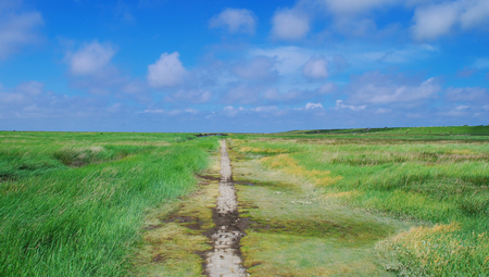 Trample path through the salt meadows on the North Sea near Westerheverの写真素材