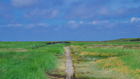 Trample path through the salt meadows on the North Sea near Westerheverの写真素材