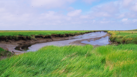 Nature reserve Salt meadows on the North Sea near Westerheverの写真素材