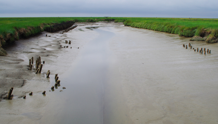 Nature reserve Salt meadows on the North Sea near Westerheverの写真素材