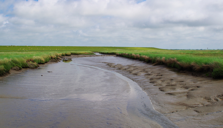 Nature reserve Salt meadows on the North Sea near Westerheverの写真素材