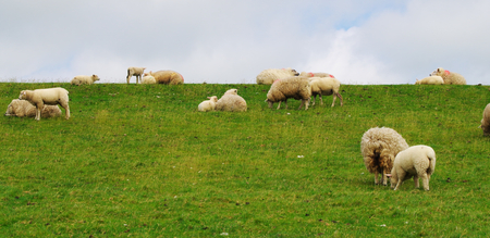 Grazing sheep on a dyke on the North Sea at Westerheverの写真素材