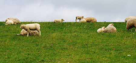 Grazing sheep on a dyke on the North Sea at Westerheverの写真素材
