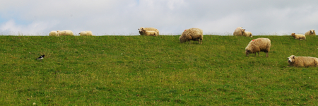 Grazing sheep on a dyke on the North Sea at Westerheverの写真素材