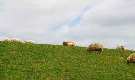 Grazing sheep on a dyke on the North Sea at Westerheverの写真素材