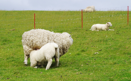 Lamb and eweの写真素材