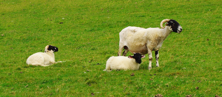 Goat with her kids on a green meadowの写真素材