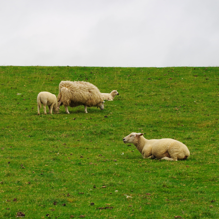 Grazing sheep on a dyke on the North Sea at Westerheverの写真素材