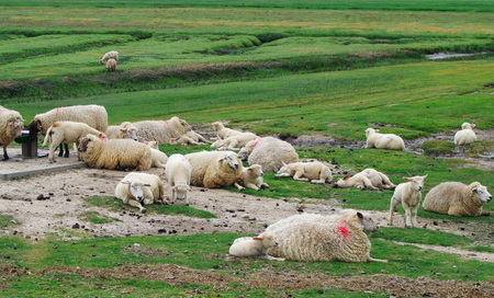 Sheep on the salt meadows of the North Sea near Westerheverの写真素材