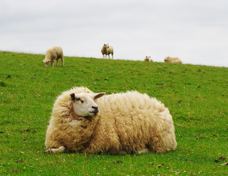 Grazing sheep on a dyke on the North Sea at Westerheverの写真素材