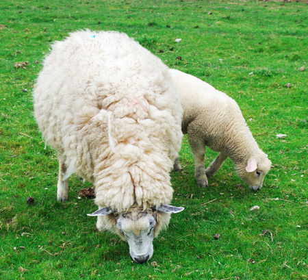 Grazing sheep on the dyke on the North Sea at Westerheverの写真素材