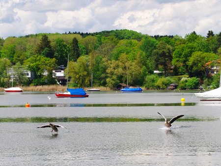 Greylag geese on the Ammersee in Bavariaの写真素材