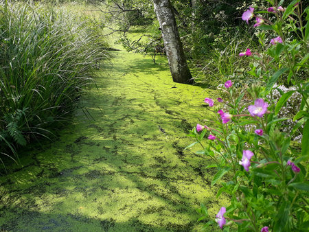 Moor in Benediktbeuern
