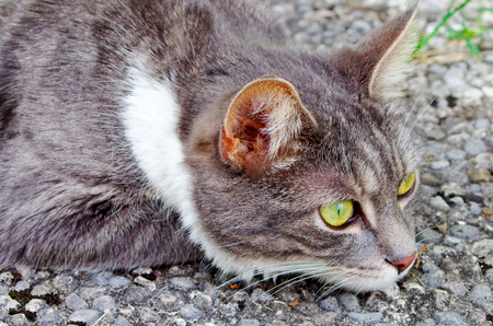 Portrait of a domestic catの写真素材