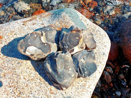 Gray flints on a rock on the Baltic Seaの写真素材
