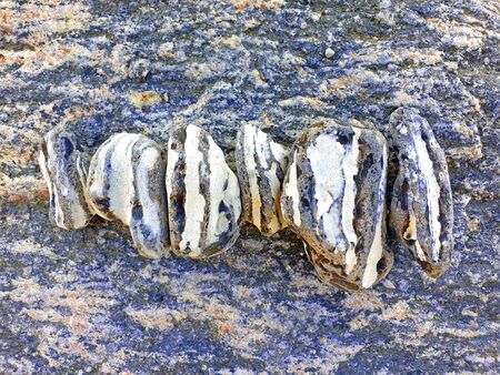 Flints with stripes in a row on a rockの写真素材