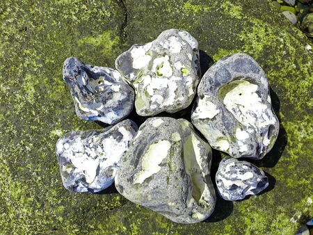 Six flints on a green rock on the Baltic Seaの写真素材