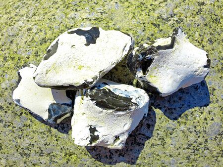 Four white flints on green rockの写真素材