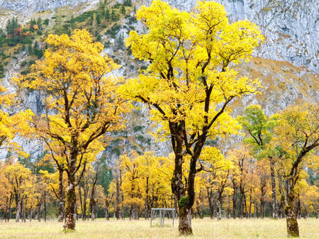 Indian Summer in the Karwendel Valley in Tyrol - autumn trees on the large Ahornbodenの写真素材