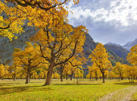 Indian Summer in the Karwendel Valley in Tyrol - autumn trees on the large Ahornbodenの写真素材