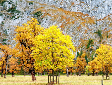 Indian Summer in the Karwendel Valley in Tyrol - autumn trees on the large Ahornbodenの写真素材