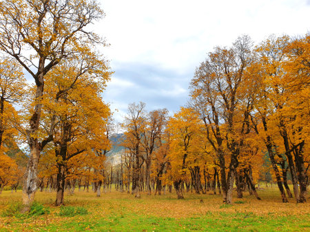 Indian Summer in the Karwendel Valley in Tyrol - autumn trees on the large Ahornbodenの写真素材