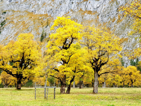 Indian Summer in the Karwendel Valley in Tyrol - autumn trees on the large Ahornbodenの写真素材