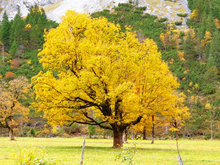 Indian Summer in the Karwendel Valley in Tyrol - autumn trees on the large Ahornbodenの写真素材
