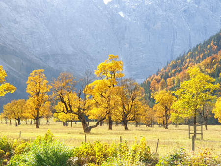 Indian Summer in the Karwendel Valley in Tyrol - autumn trees on the large Ahornbodenの写真素材