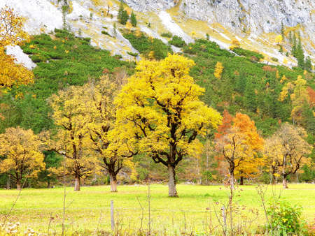 Inian Summer in the Eng in Tirol - Luminous autumn trees in the Karwendelの写真素材