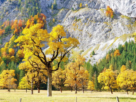 Inian Summer in the Eng in Tirol - Luminous autumn trees in the Karwendelの写真素材