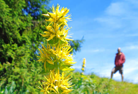 Yellow gentian close upの写真素材