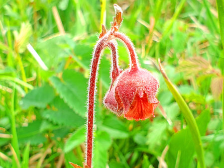 Stream clove root in close-upの写真素材