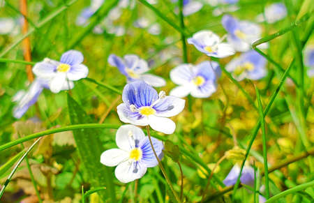 Forget-me-nots in close-upの写真素材