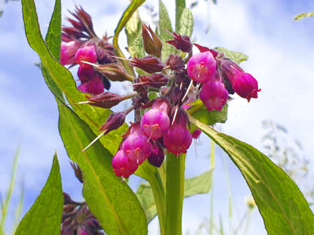 Meadow marguerite in close-upの写真素材