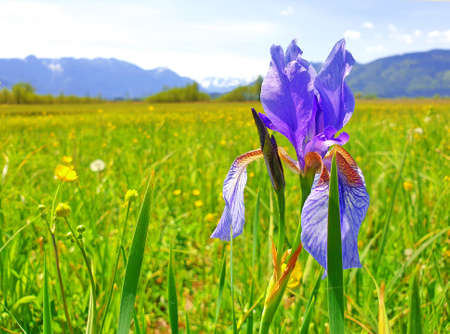 Meadow marguerite in close-upの写真素材