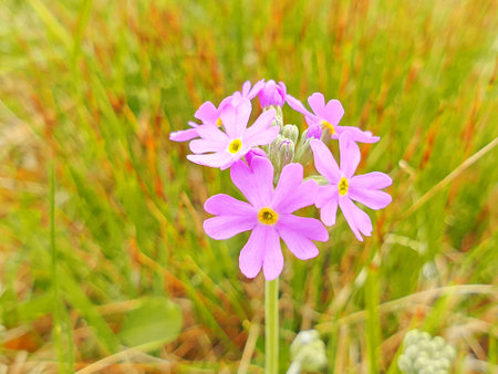 Primrose in close-upの写真素材