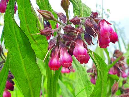 Comfrey close-upの写真素材